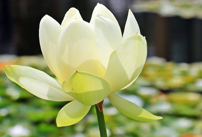 Amerikansk lotus